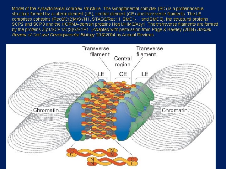Model of the synaptonemal complex structure. The synaptonemal complex (SC) is a proteinaceous structure