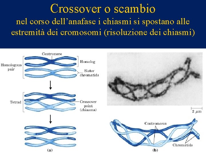 Crossover o scambio nel corso dell’anafase i chiasmi si spostano alle estremità dei cromosomi