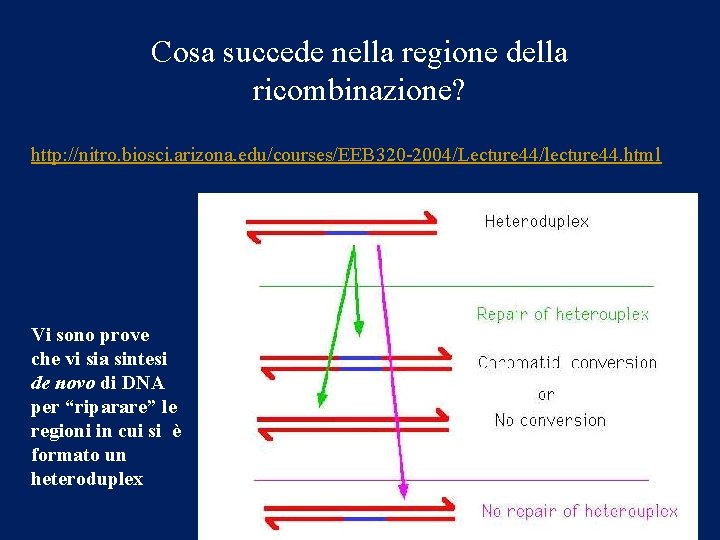 Cosa succede nella regione della ricombinazione? http: //nitro. biosci. arizona. edu/courses/EEB 320 -2004/Lecture 44/lecture