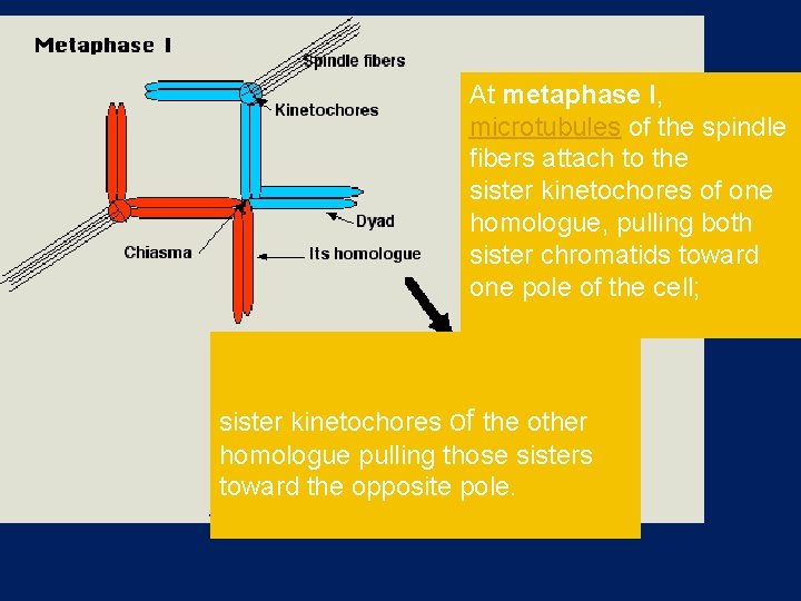 At metaphase I, microtubules of the spindle fibers attach to the sister kinetochores of