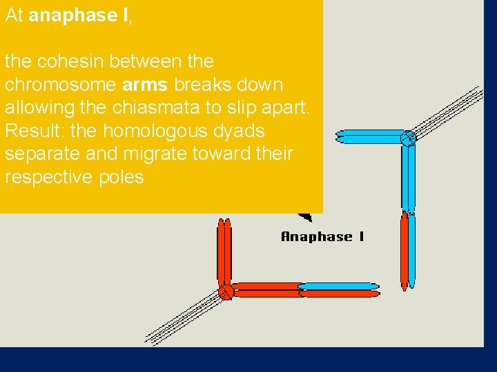 At anaphase I, the cohesin between the chromosome arms breaks down allowing the chiasmata