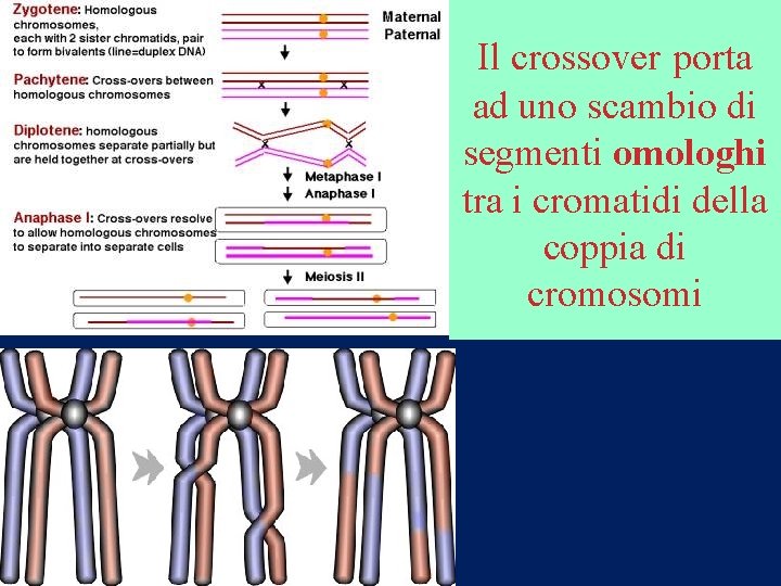 Il crossover porta ad uno scambio di segmenti omologhi tra i cromatidi della coppia