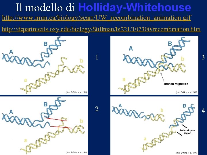 Il modello di Holliday-Whitehouse http: //www. mun. ca/biology/scarr/UW_recombination_animation. gif http: //departments. oxy. edu/biology/Stillman/bi 221/102300/recombination.