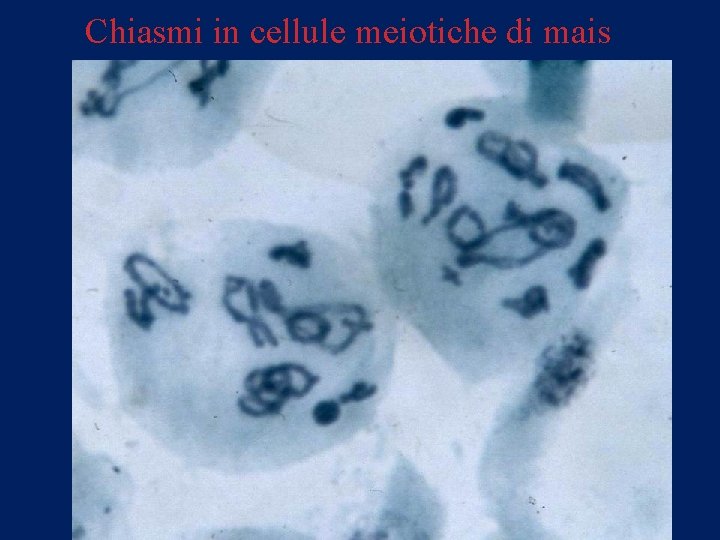 Chiasmi in cellule meiotiche di mais 