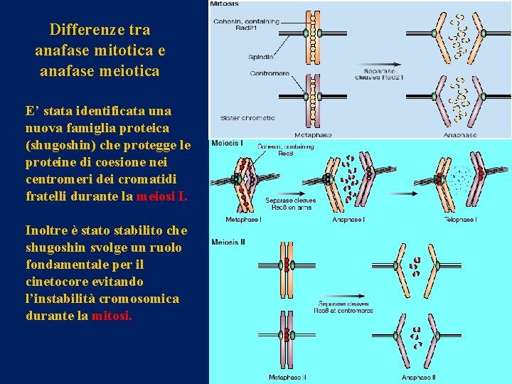 Differenze tra anafase mitotica e anafase meiotica E’ stata identificata una nuova famiglia proteica