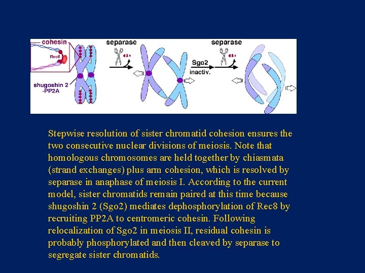 Stepwise resolution of sister chromatid cohesion ensures the two consecutive nuclear divisions of meiosis.