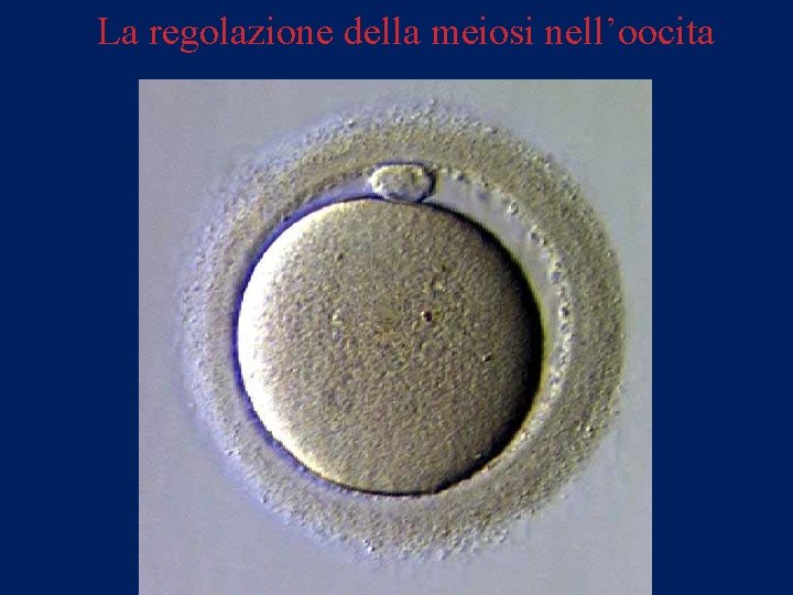 La regolazione della meiosi nell’oocita 