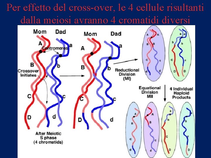 Per effetto del cross-over, le 4 cellule risultanti dalla meiosi avranno 4 cromatidi diversi