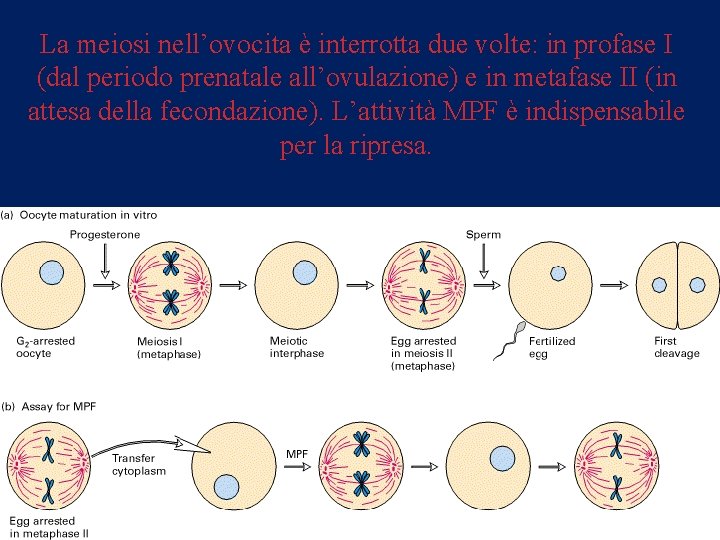 La meiosi nell’ovocita è interrotta due volte: in profase I (dal periodo prenatale all’ovulazione)