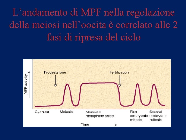 L’andamento di MPF nella regolazione della meiosi nell’oocita è correlato alle 2 fasi di