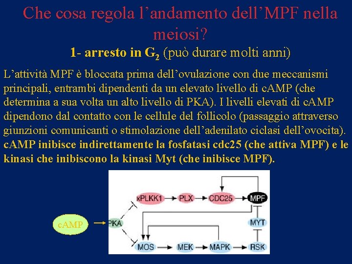 Che cosa regola l’andamento dell’MPF nella meiosi? 1 - arresto in G 2 (può