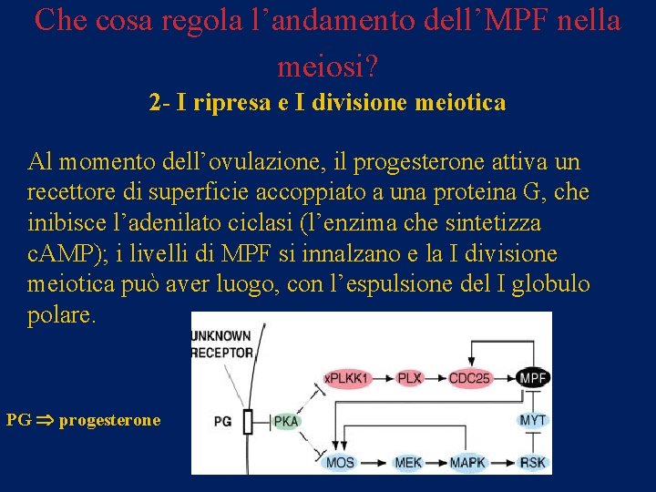 Che cosa regola l’andamento dell’MPF nella meiosi? 2 - I ripresa e I divisione