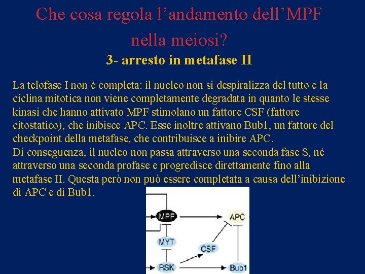 Che cosa regola l’andamento dell’MPF nella meiosi? 3 - arresto in metafase II La