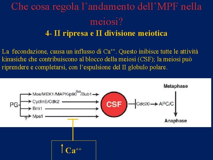 Che cosa regola l’andamento dell’MPF nella meiosi? 4 - II ripresa e II divisione