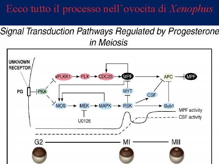 Ecco tutto il processo nell’ovocita di Xenophus 