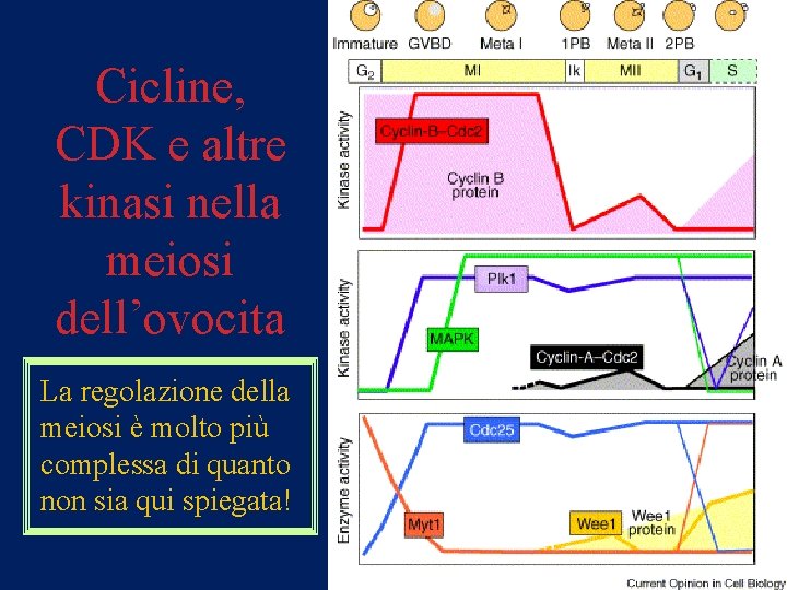 Cicline, CDK e altre kinasi nella meiosi dell’ovocita La regolazione della meiosi è molto
