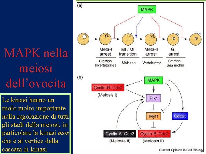 MAPK nella meiosi dell’ovocita Le kinasi hanno un ruolo molto importante nella regolazione di