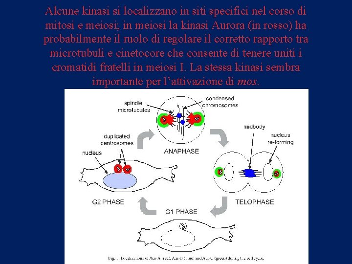 Alcune kinasi si localizzano in siti specifici nel corso di mitosi e meiosi; in