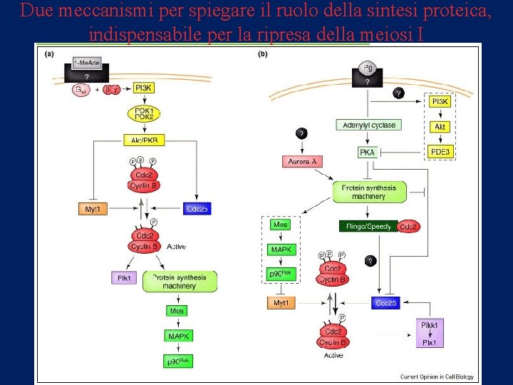 Due meccanismi per spiegare il ruolo della sintesi proteica, indispensabile per la ripresa della