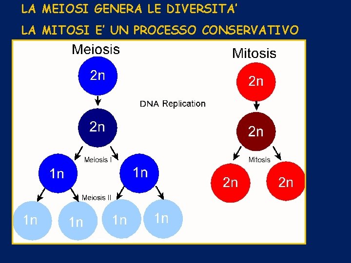 LA MEIOSI GENERA LE DIVERSITA’ LA MITOSI E’ UN PROCESSO CONSERVATIVO 