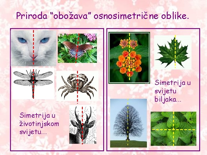 Priroda “obožava” osnosimetrične oblike. Simetrija u svijetu biljaka. . . Simetrija u životinjskom svijetu. Priroda “obožava” osnosimetrične oblike. Simetrija u svijetu biljaka. . . Simetrija u životinjskom svijetu.