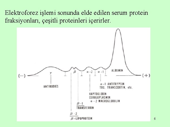 Elektroforez işlemi sonunda elde edilen serum protein fraksiyonları, çeşitli proteinleri içerirler. 6 