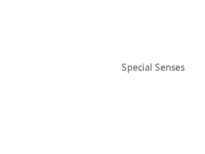 Special Senses 