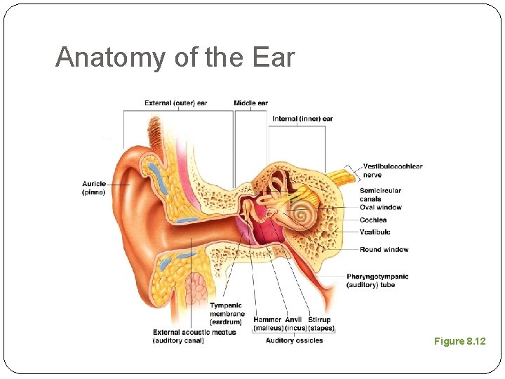 Anatomy of the Ear Figure 8. 12 