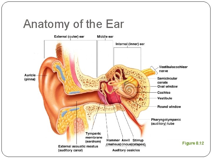 Anatomy of the Ear Figure 8. 12 