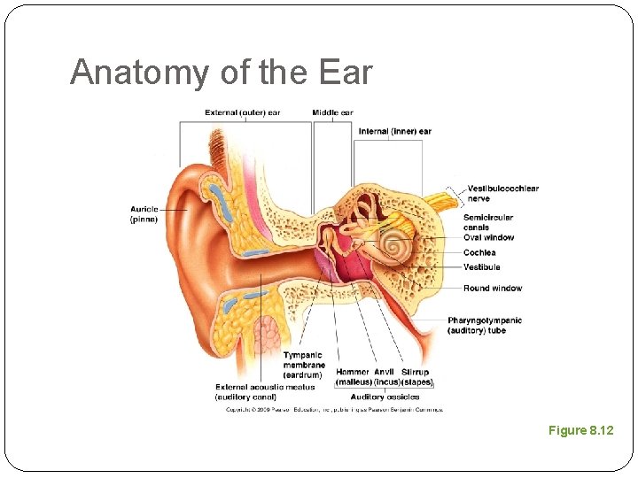 Anatomy of the Ear Figure 8. 12 
