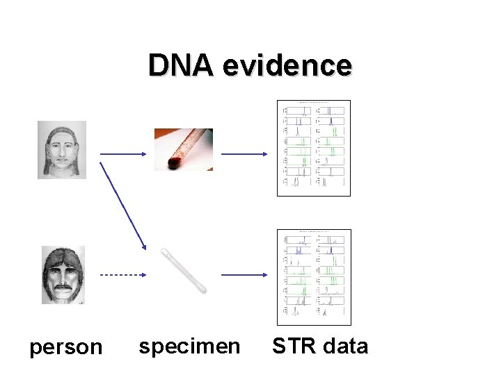 DNA evidence person specimen STR data 