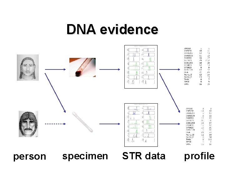 DNA evidence person specimen STR data profile 