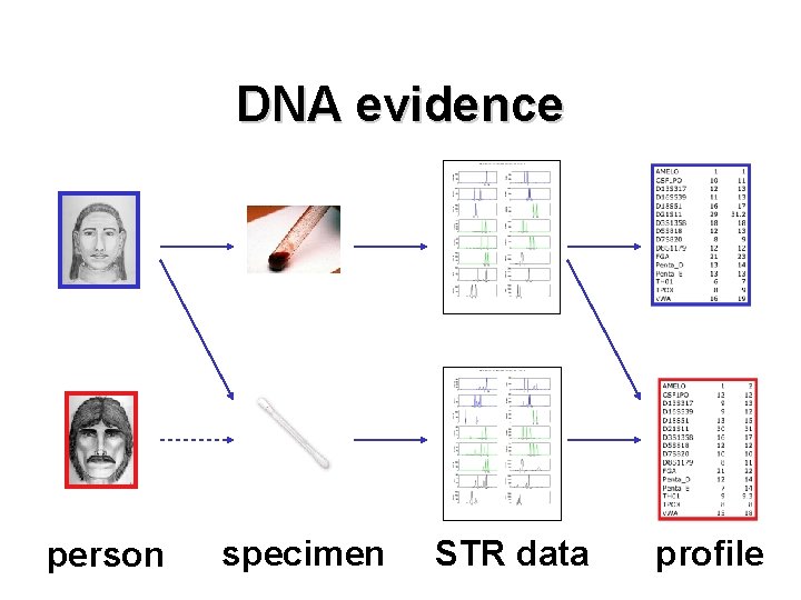 DNA evidence person specimen STR data profile 