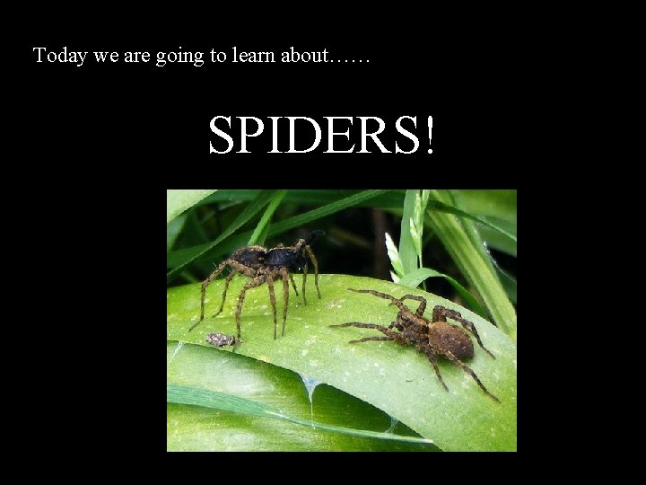 Today we are going to learn about…… SPIDERS! 