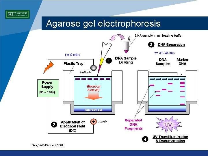 Agarose gel electrophoresis www. company. com 
