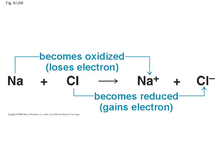 Fig. 9 -UN 1 becomes oxidized (loses electron) becomes reduced (gains electron) 