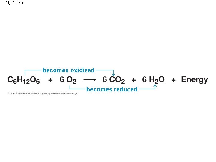 Fig. 9 -UN 3 becomes oxidized becomes reduced 