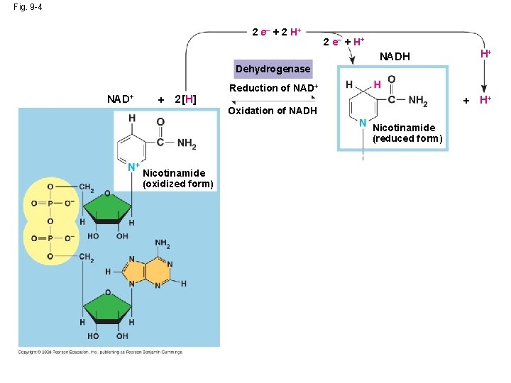 Fig. 9 -4 2 e– + 2 H+ 2 e– + H+ NADH H+