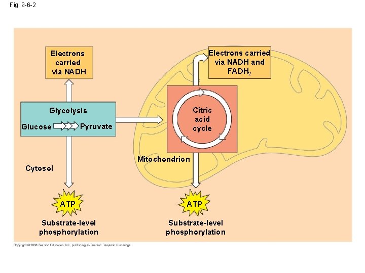 Fig. 9 -6 -2 Electrons carried via NADH and FADH 2 Electrons carried via