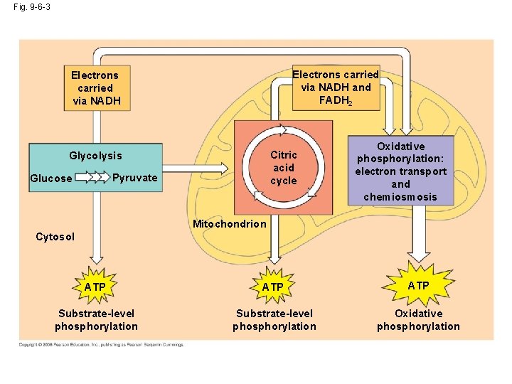 Fig. 9 -6 -3 Electrons carried via NADH and FADH 2 Electrons carried via