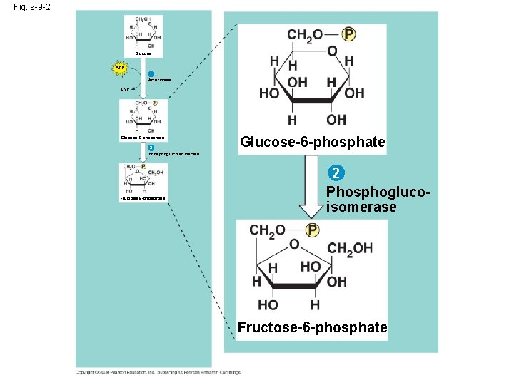 Fig. 9 -9 -2 Glucose ATP 1 Hexokinase ADP Glucose-6 -phosphate 2 Phosphoglucoisomerase Fructose-6