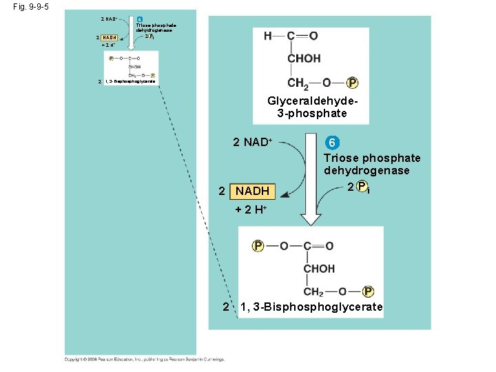 Fig. 9 -9 -5 2 NAD+ 2 NADH + 2 H+ 6 Triose phosphate