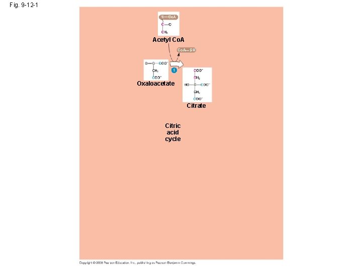 Fig. 9 -12 -1 Acetyl Co. A—SH 1 Oxaloacetate Citric acid cycle 