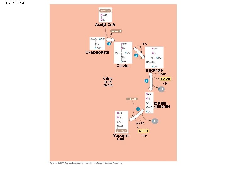 Fig. 9 -12 -4 Acetyl Co. A—SH 1 H 2 O Oxaloacetate 2 Citrate