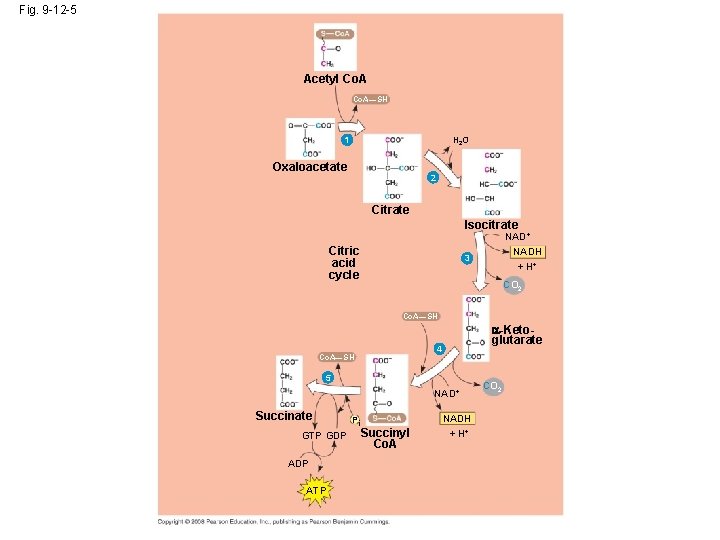 Fig. 9 -12 -5 Acetyl Co. A—SH 1 H 2 O Oxaloacetate 2 Citrate
