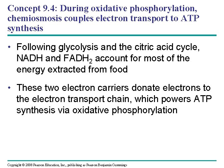 Concept 9. 4: During oxidative phosphorylation, chemiosmosis couples electron transport to ATP synthesis •