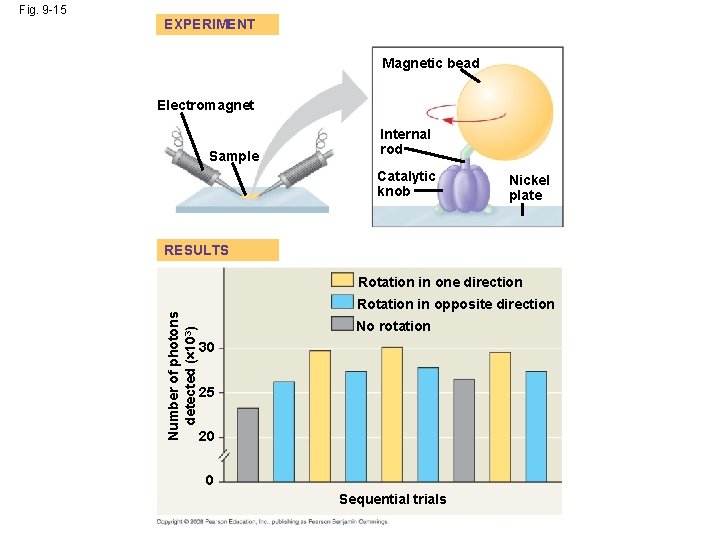 EXPERIMENT Magnetic bead Electromagnet Sample Internal rod Catalytic knob Nickel plate RESULTS Rotation in