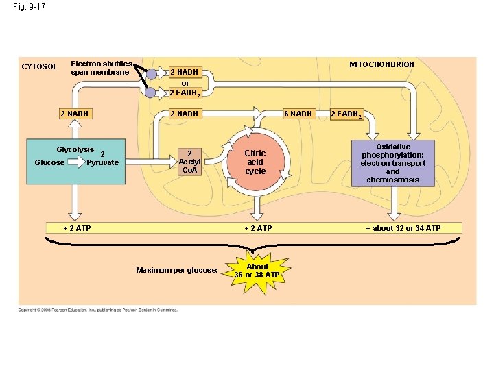 Fig. 9 -17 Electron shuttles span membrane CYTOSOL 2 NADH Glycolysis Glucose 2 Pyruvate