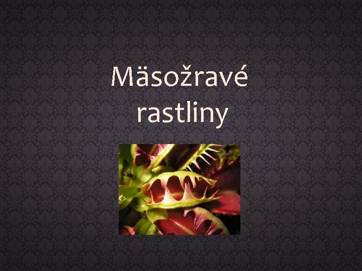 Mäsožravé rastliny 
