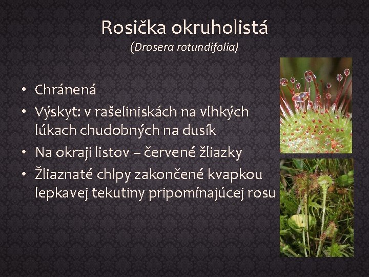 Rosička okruholistá (Drosera rotundifolia) • Chránená • Výskyt: v rašeliniskách na vlhkých lúkach chudobných